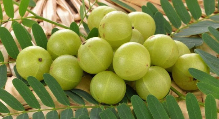 wp buah amla