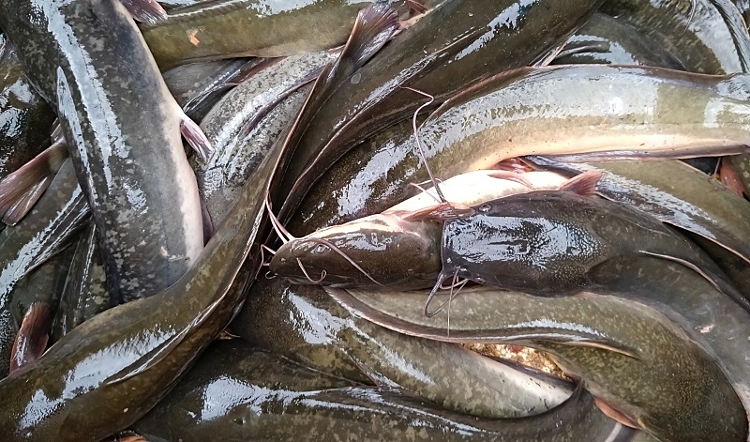4 Tips Ampuh Mencegah Kanibalisme pada Bibit Ikan Lele untuk Pembudidaya Pemula!