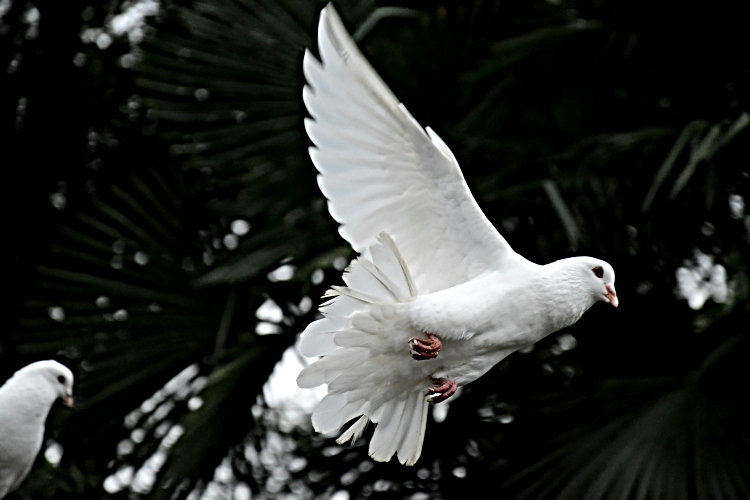Merpati Pagi