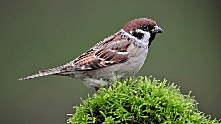 Pipit Kecil